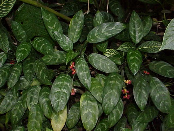Plants Beneficial to Indoor Air Quality - Chinese Evergreen