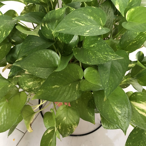 Plants Beneficial to Indoor Air Quality - Money Plant